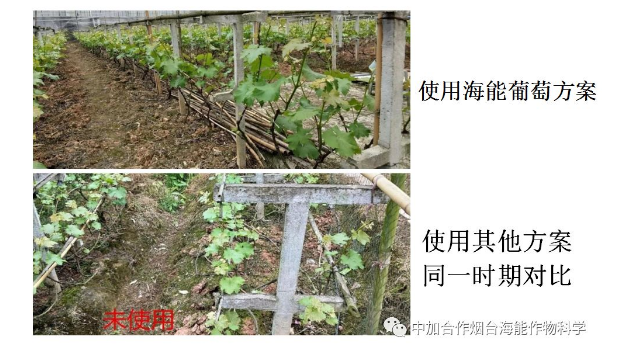 91免费看污羞羞的视频生物高品質葡萄全程“傻瓜式”施肥方案 91免费看污羞羞的视频生物高品質葡萄全程“傻瓜式”施肥方案