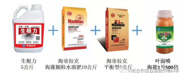 91免费看污羞羞的视频生物高品質葡萄全程“傻瓜式”施肥方案 91免费看污羞羞的视频生物高品質葡萄全程“傻瓜式”施肥方案