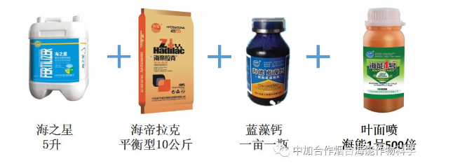 91免费看污羞羞的视频生物高品質葡萄全程“傻瓜式”施肥方案 91免费看污羞羞的视频生物高品質葡萄全程“傻瓜式”施肥方案