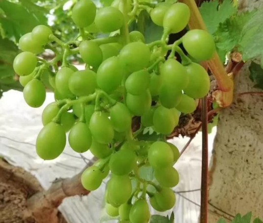 91免费看污羞羞的视频生物高品質葡萄全程“傻瓜式”施肥方案 91免费看污羞羞的视频生物高品質葡萄全程“傻瓜式”施肥方案