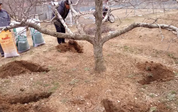 蘋果樹12月管理技術要點！抓緊時間看