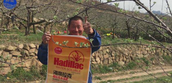 蘋果樹12月管理技術要點！抓緊時間看