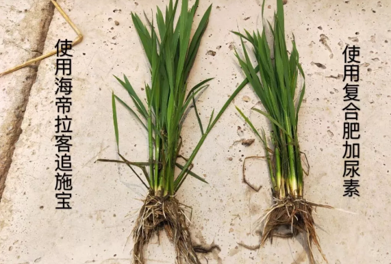 海帝拉克大量元素水溶肥全程效果跟蹤 海帝拉克大量元素水溶肥全程效果跟蹤