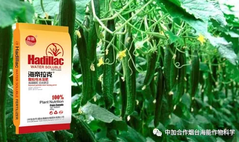 91免费看污羞羞的视频生物黃瓜全程施肥技術 91免费看污羞羞的视频生物黃瓜全程施肥技術