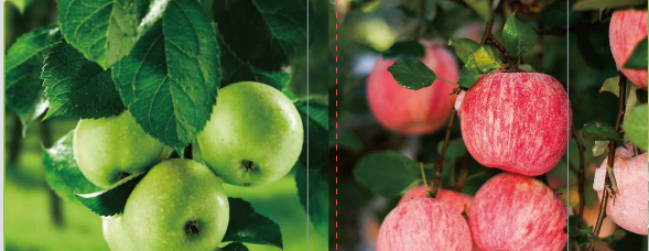 91免费看污羞羞的视频海之星中量元素水溶肥料